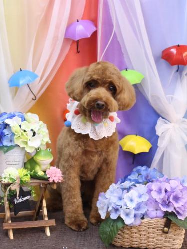 20230604テディくん